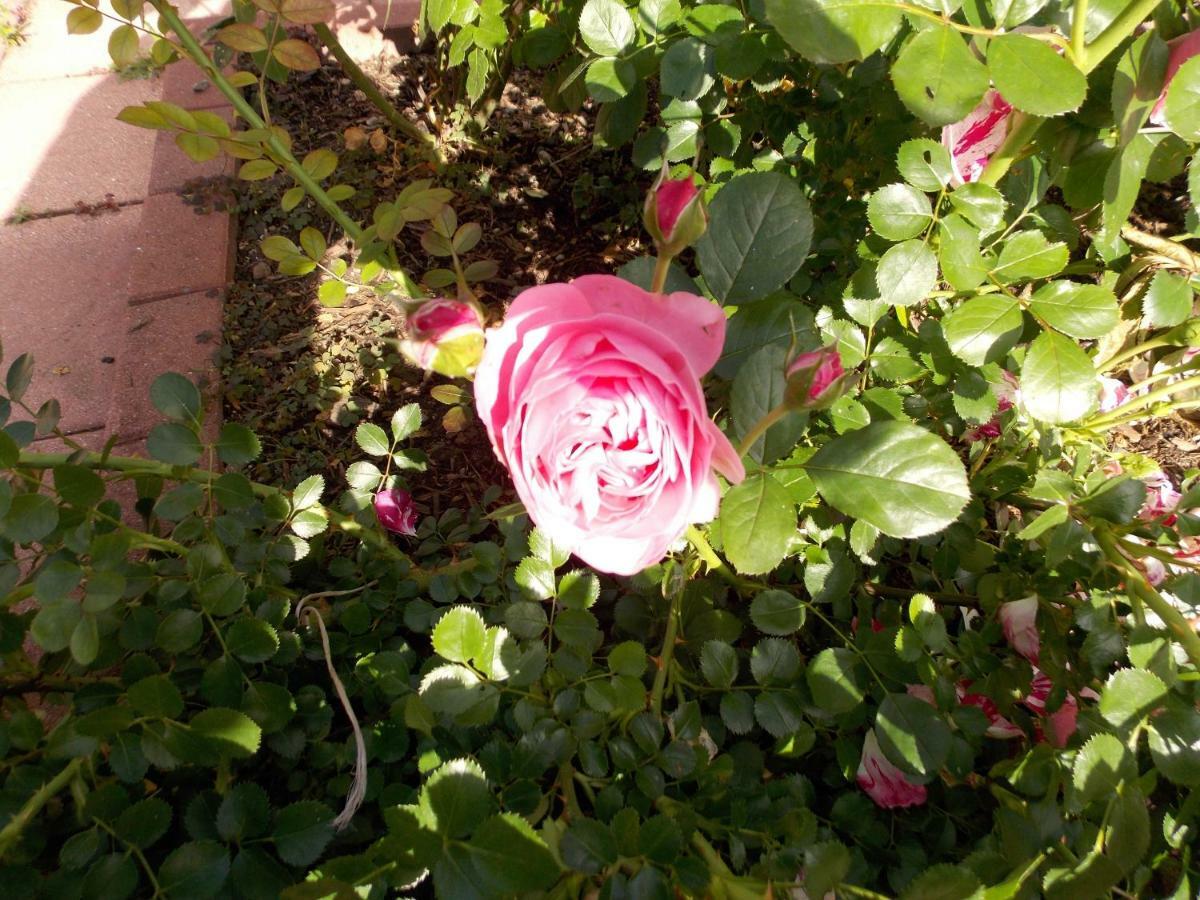 Le Gite Bleu Willgottheim Exterior foto